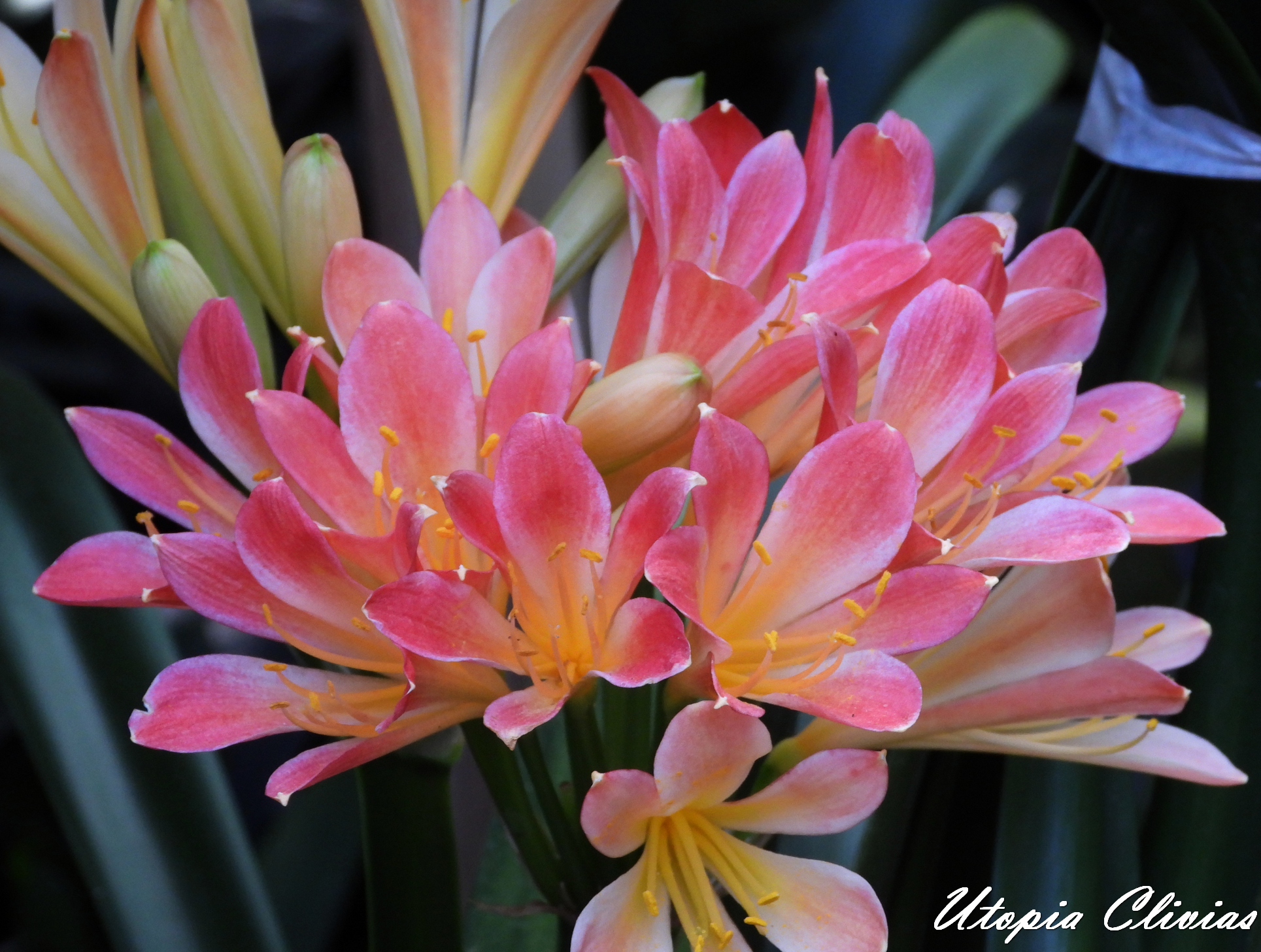 Utopia Clivias